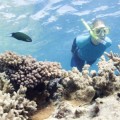 Jelajahi “Great Barrier Reef”, Nikmati Sensasi Menyelam saat Musim Dingin!